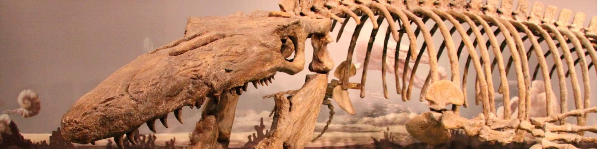 Canadian Fossil Discovery Centre featuring interior views
