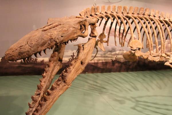 Canadian Fossil Discovery Centre welches beinhaltet Innenansichten