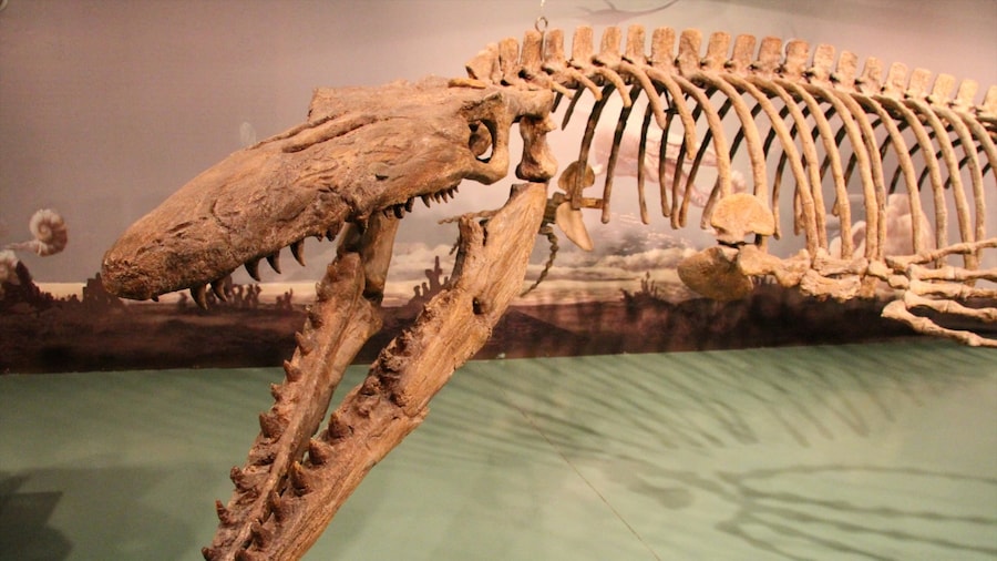 Canadian Fossil Discovery Centre featuring interior views