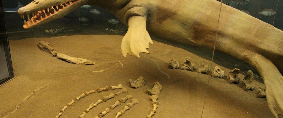 Canadian Fossil Discovery Centre featuring interior views