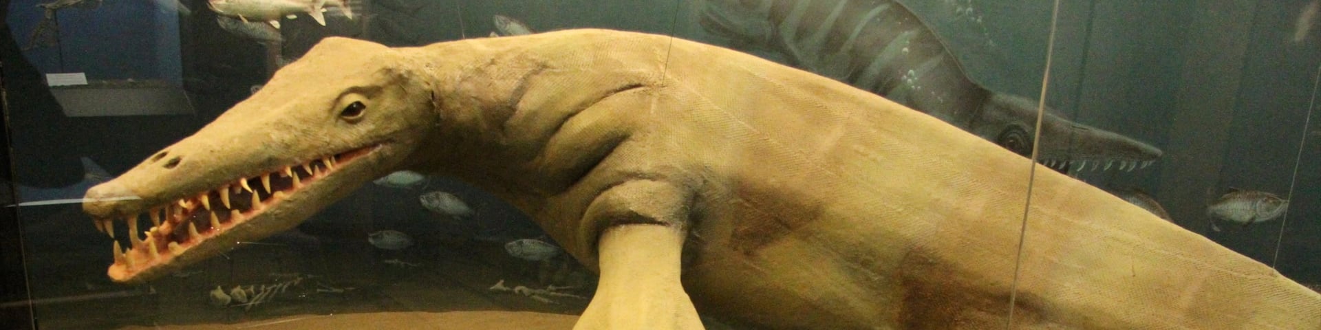 Canadian Fossil Discovery Centre showing interior views