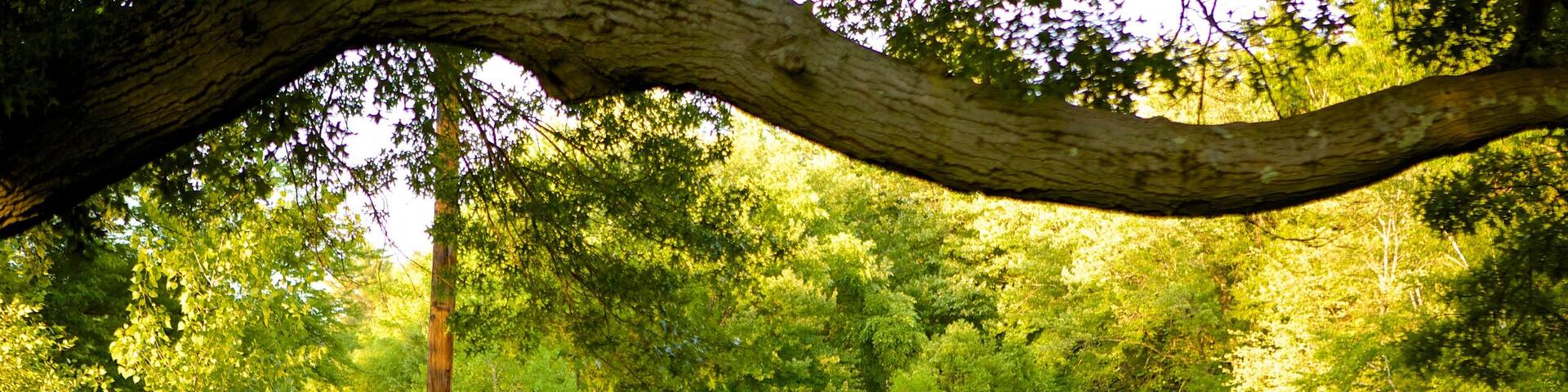 Elizabeth Park which includes a park and a pond as well as a small group of people