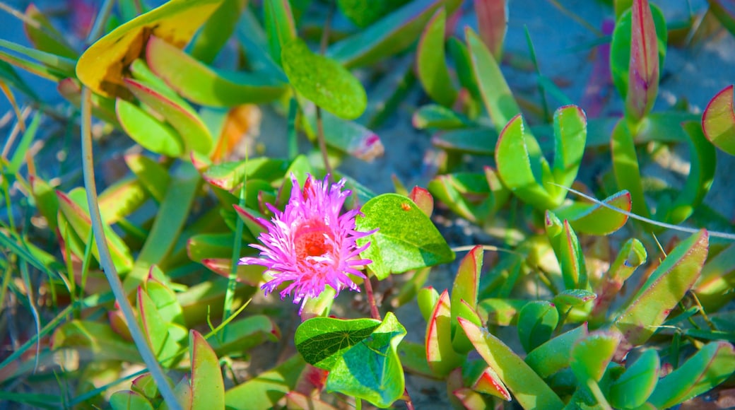 Peregian Beach som inkluderar blommor