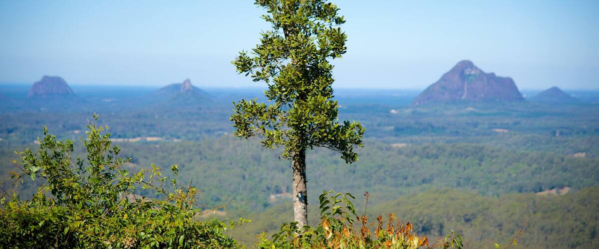 Maleny Botanic Gardens and Bird World mostrando vistas de paisajes y bosques