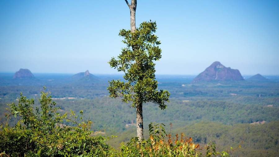 Maleny Botanic Gardens which includes landscape views and forests