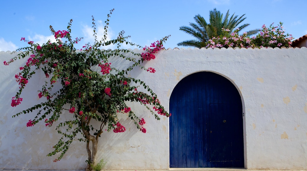 San Vito Lo Capo que incluye flores y imágenes de calles