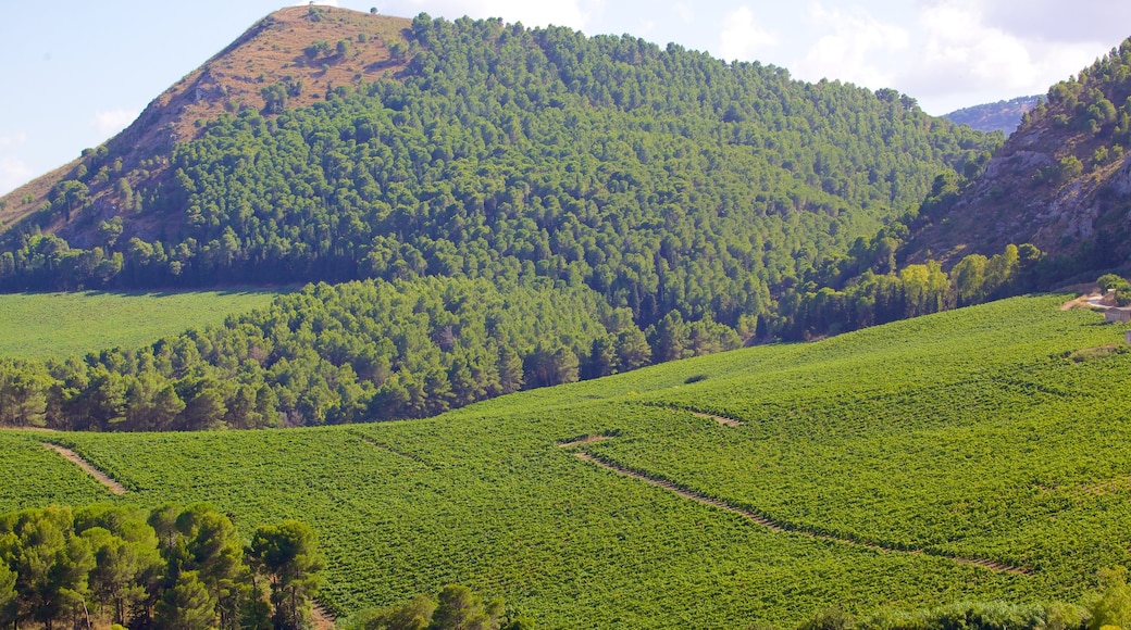 Griechischer Tempel von Segesta welches beinhaltet Berge, Landschaften und Farmland