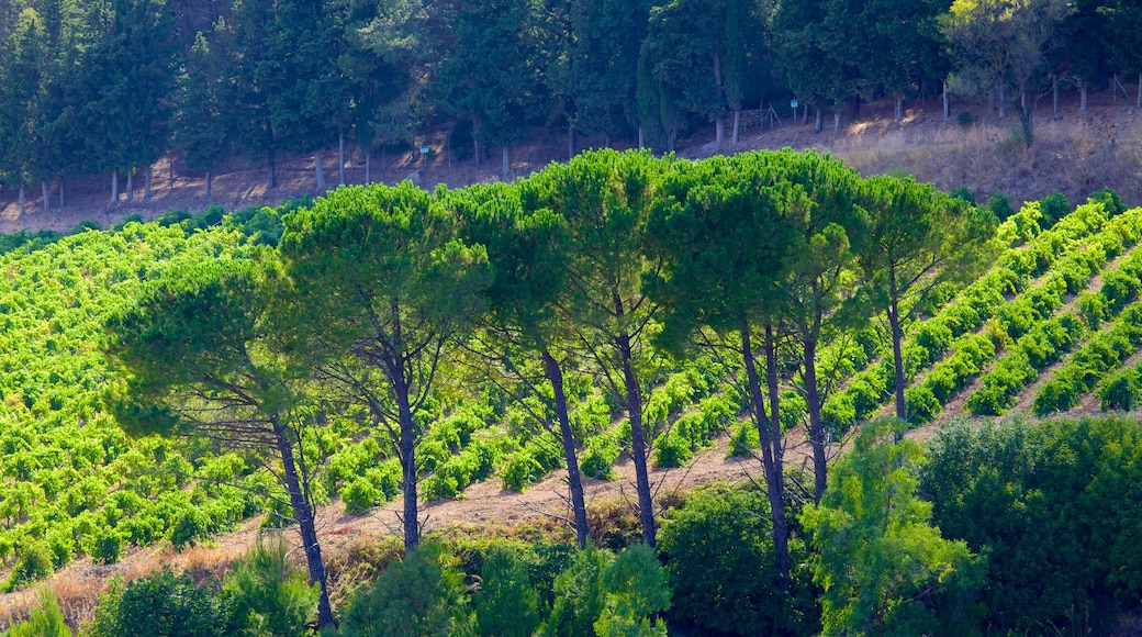 Tempio greco di Segesta mostrando fazenda