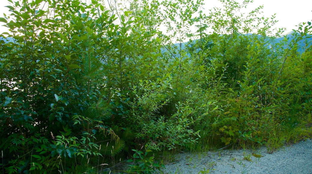 Clayquot Arm Provincial Park which includes tranquil scenes