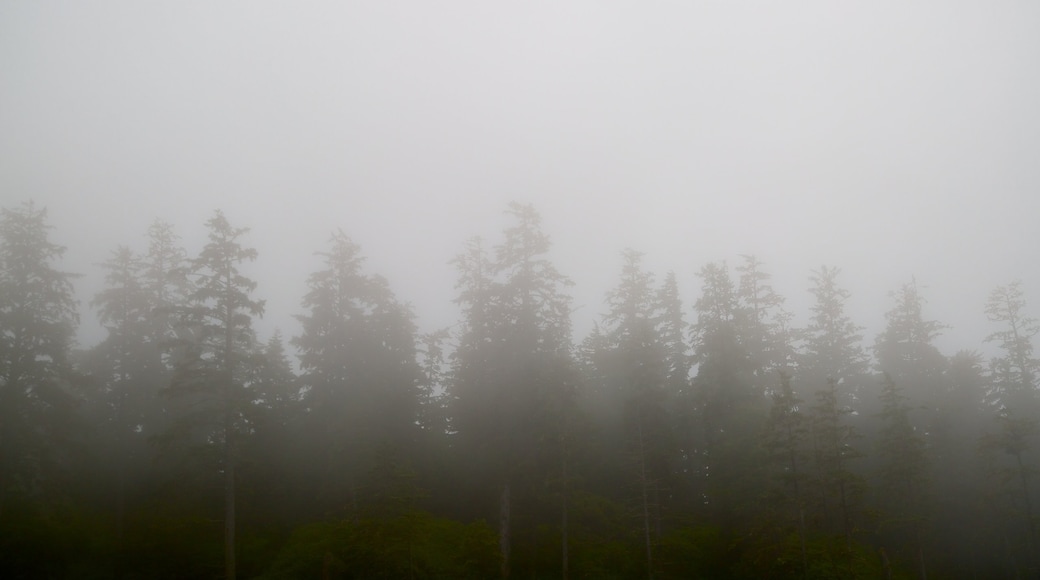 Pacific Rim National Park Reserve ofreciendo bosques y niebla o neblina