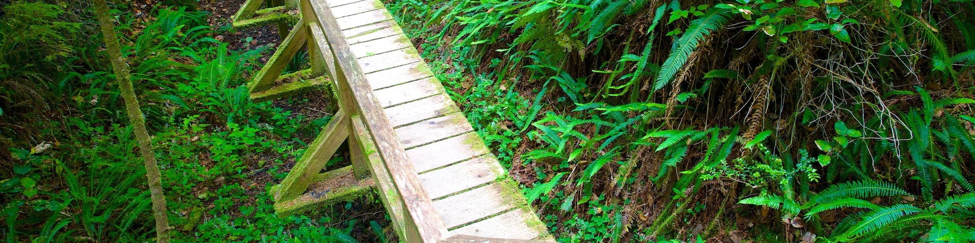 Pacific Rim National Park Reserve featuring forest scenes and hiking or walking as well as an individual femail