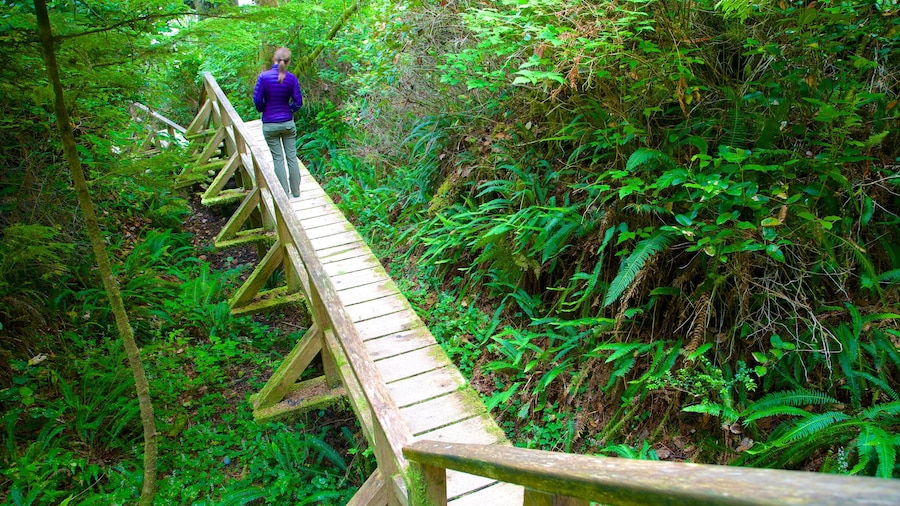 Pacific Rim National Park Reserve ofreciendo senderismo o caminatas y paisajes forestales y también una mujer