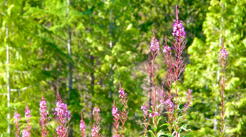 Radar Hill showing forests, wild flowers and flowers