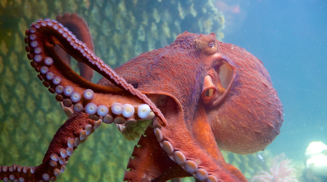 Ucluelet Aquarium trong đó bao gồm đời sống đại dương