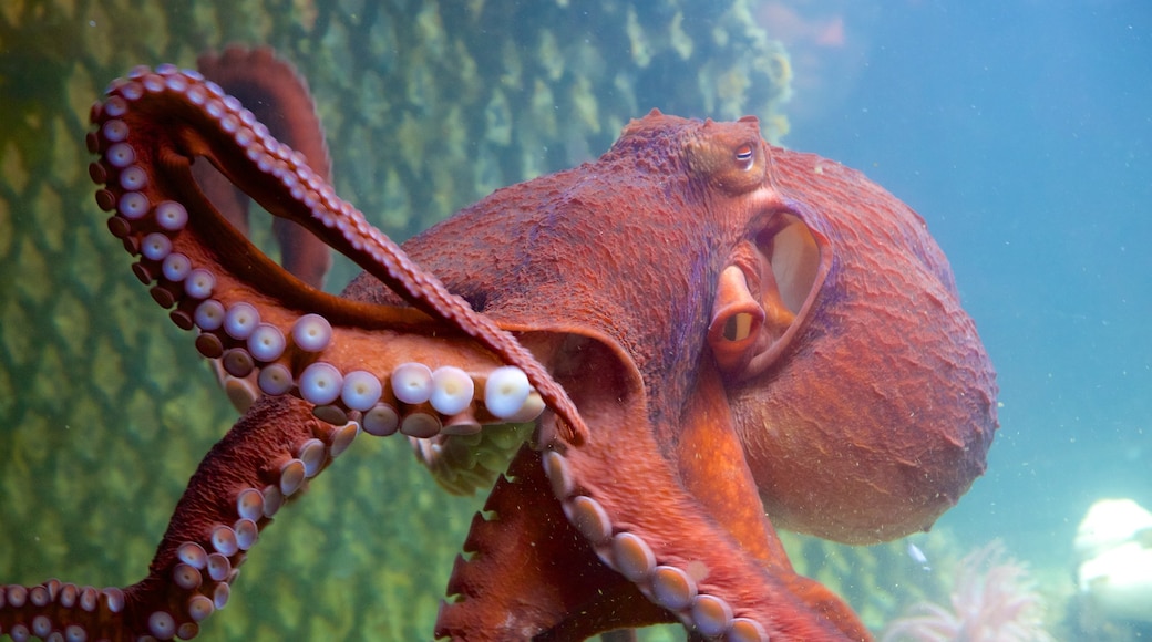 Ucluelet Aquarium das einen Meeresbewohner