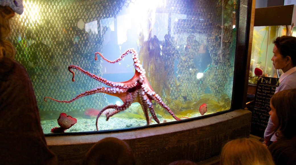 尤克卢利特水族馆
