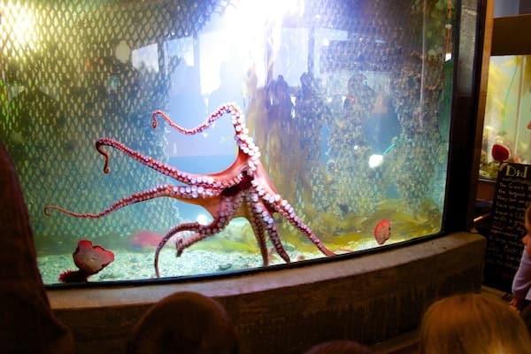 Ucluelet Aquarium mostrando vida marina y también un pequeño grupo de personas