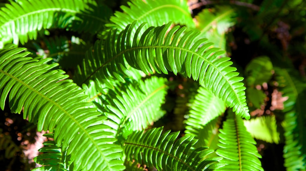 Wild Pacific Trail showing rainforest