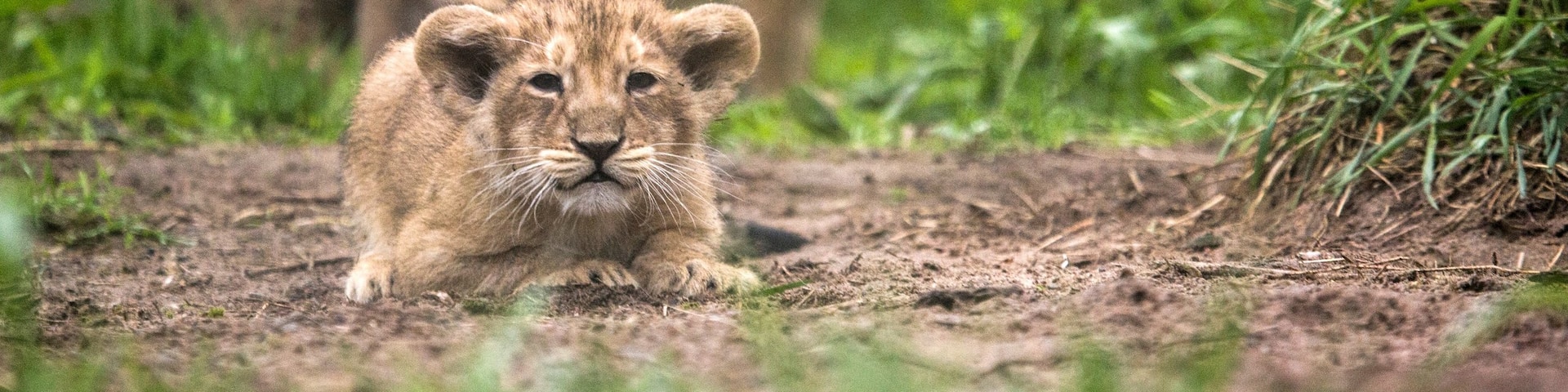 Helsinki Zoo which includes cuddly or friendly animals