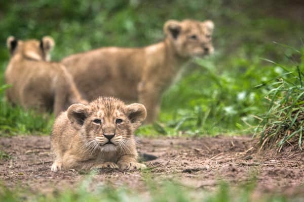 Helsinki Zoo som viser venlige dyr