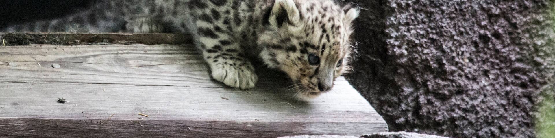 Zoo di Helsinki che include animali domestici e animali da zoo