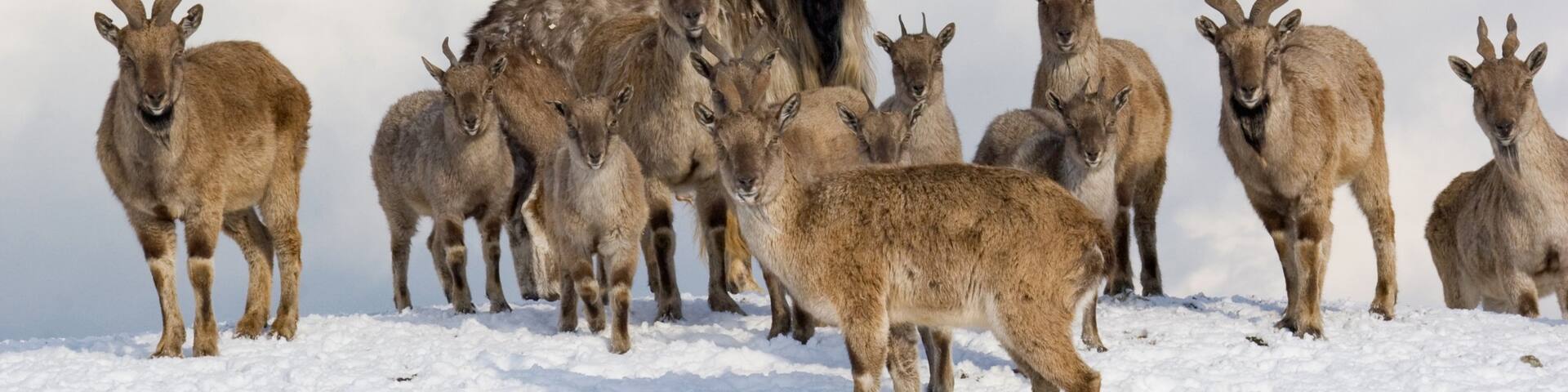 Tallinn Zoo which includes animals and snow