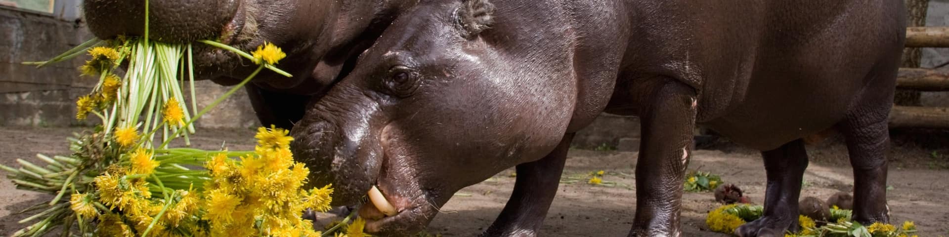 Tallinn Zoo featuring land animals and animals