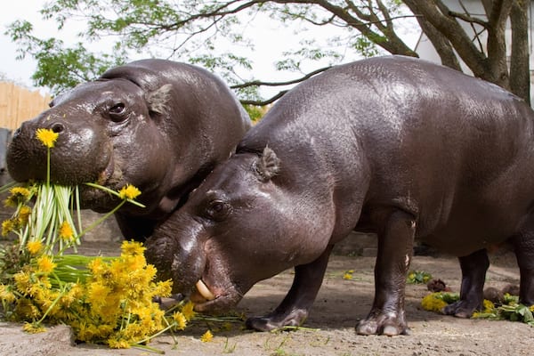 Zoo de Tallinn montrant animaux et animaux terrestres