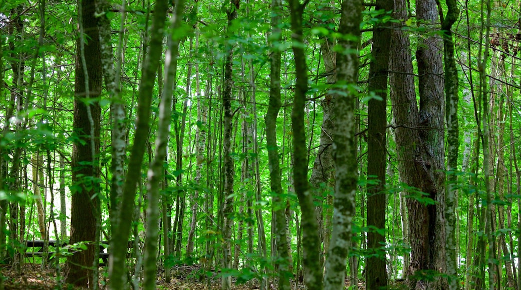 Fredericton que incluye escenas forestales