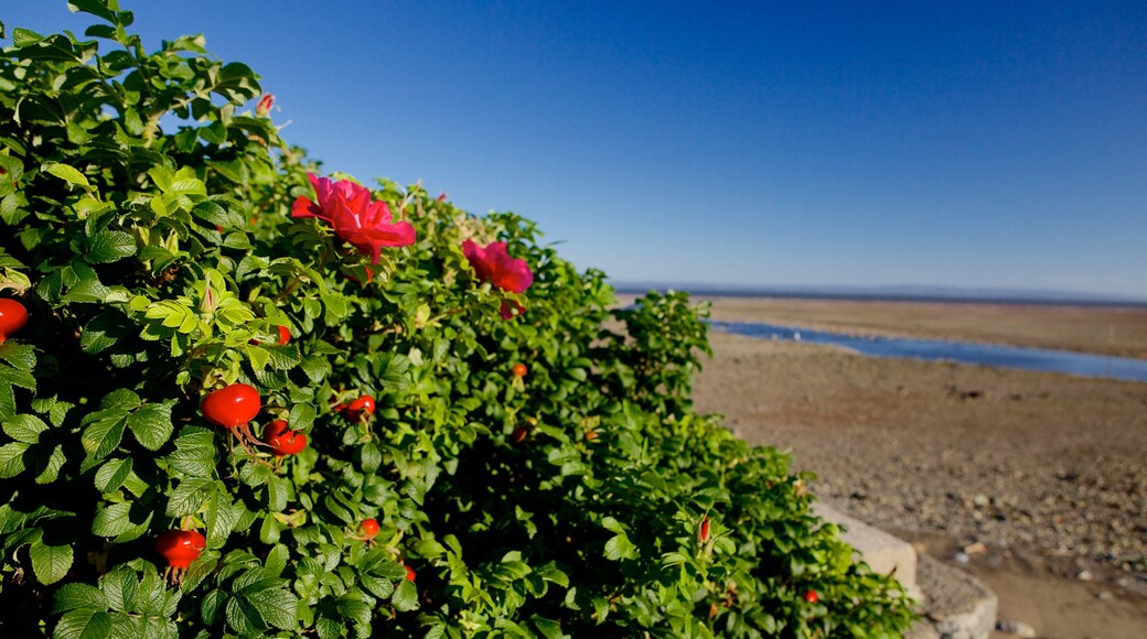 Alma montrant fleurs et plage de galets