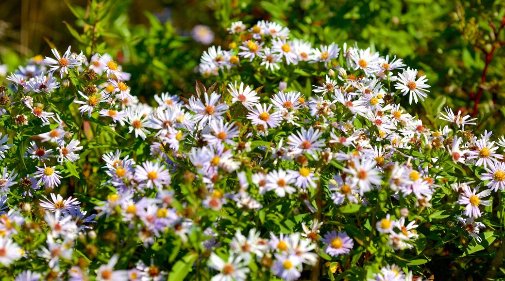 Chance Harbour featuring flowers