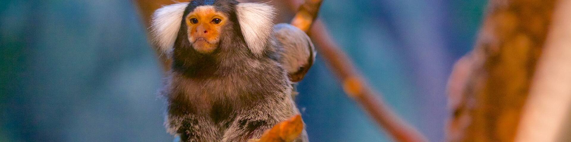 Magnetic Hill Zoo featuring animals and zoo animals