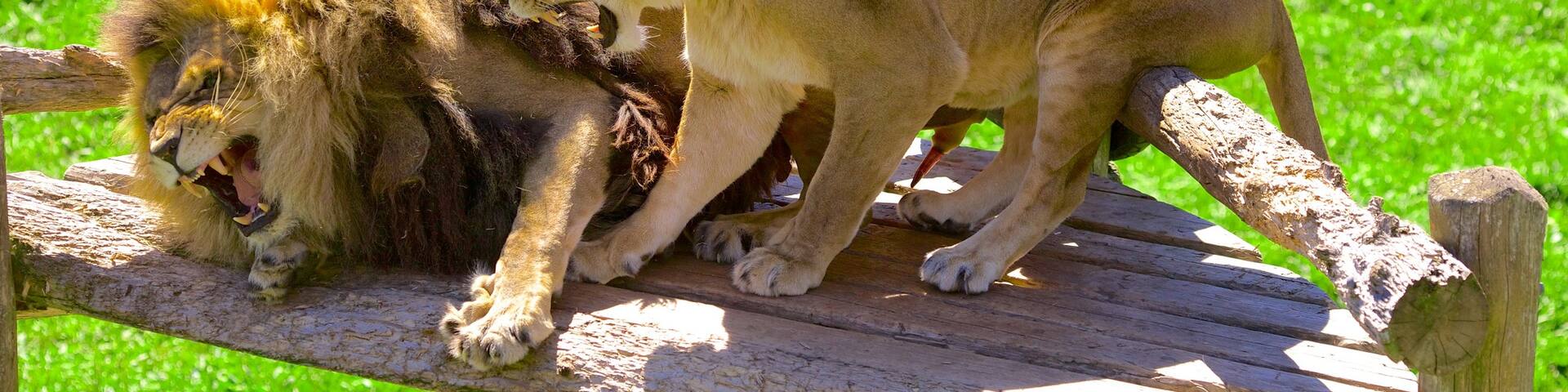 Magnetic Hill Zoo which includes zoo animals and dangerous animals