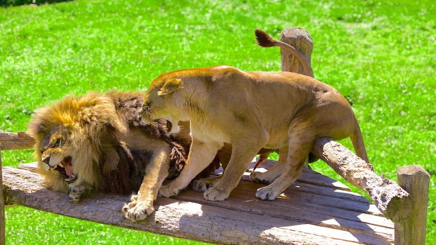Magnetic Hill Zoo mostrando animali pericolosi e animali da zoo