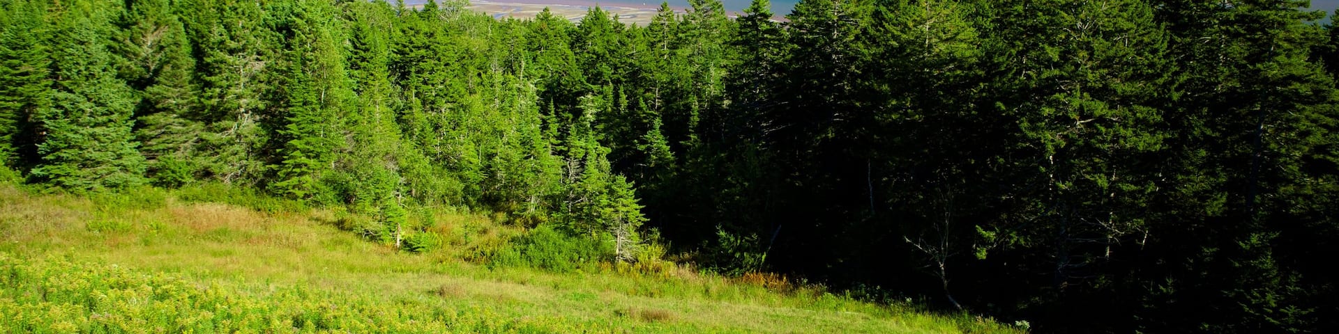 Fundy National Park showing general coastal views and forest scenes