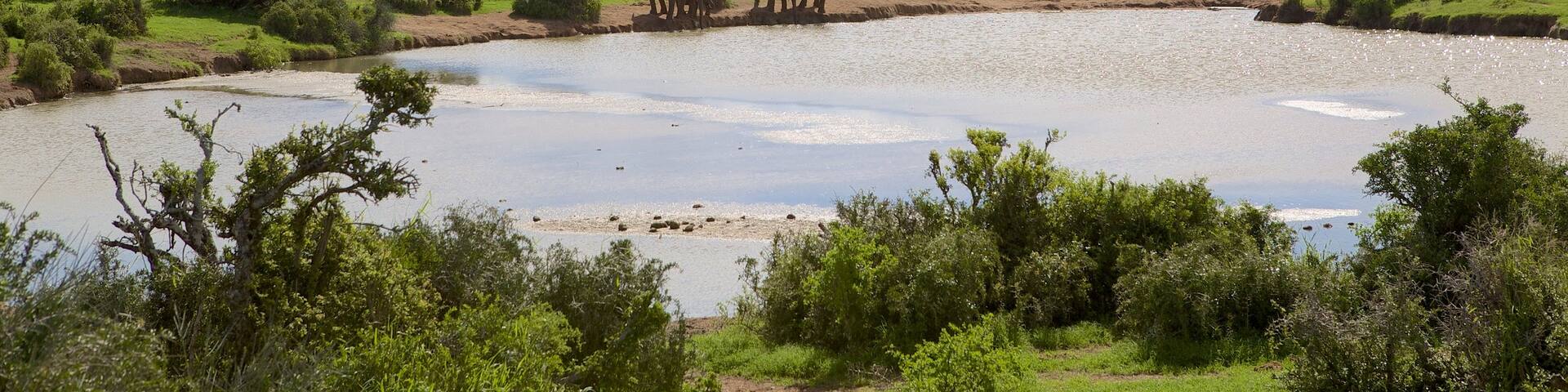Addo Elephant National Park showing tranquil scenes, land animals and landscape views