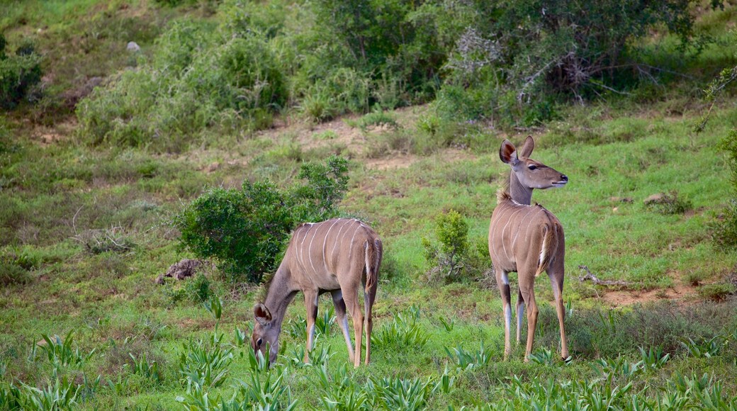 Addo Elephant National Park featuring animals and tranquil scenes