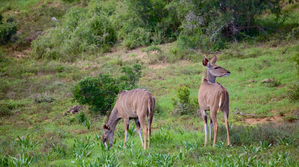 Parque Nacional Addo Elephant ofreciendo animales y escenas tranquilas