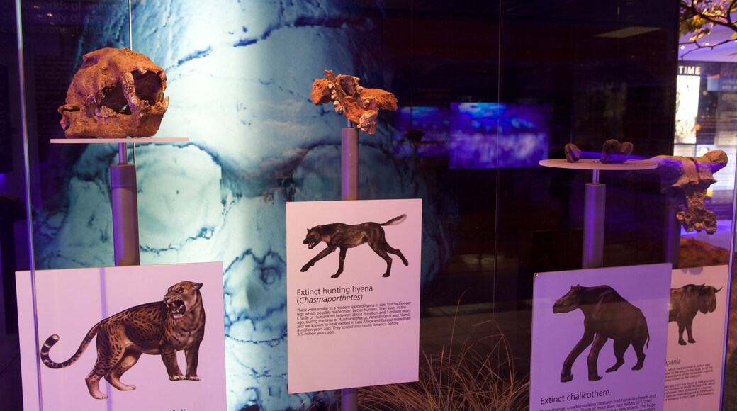 Sterkfontein Caves featuring interior views