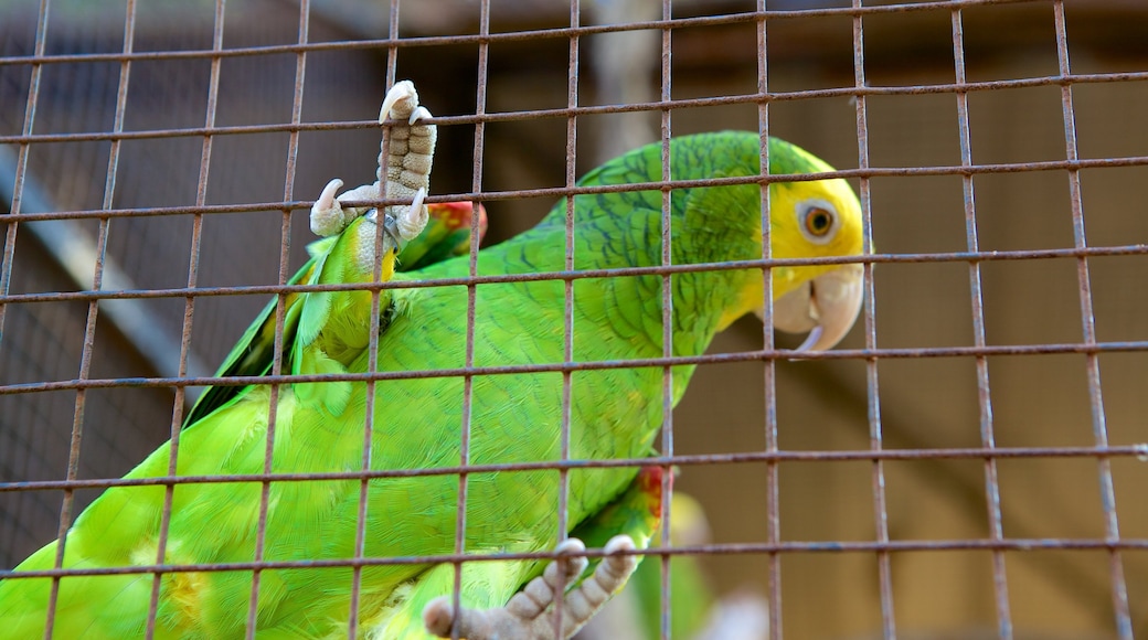 Umgeni River Bird Park showing zoo animals and bird life