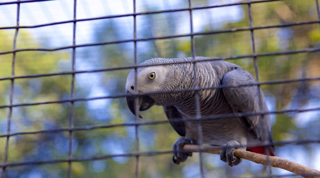 Umgeni River Bird Park featuring bird life and zoo animals