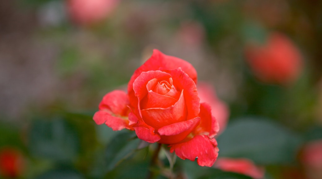 Jardim Botânico de Johanesburgo que inclui flores