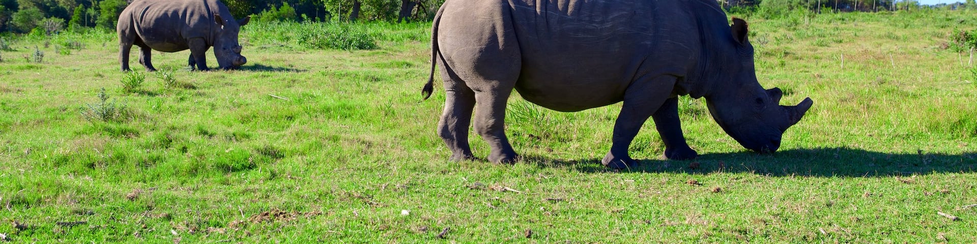 Port Elizabeth which includes tranquil scenes and land animals