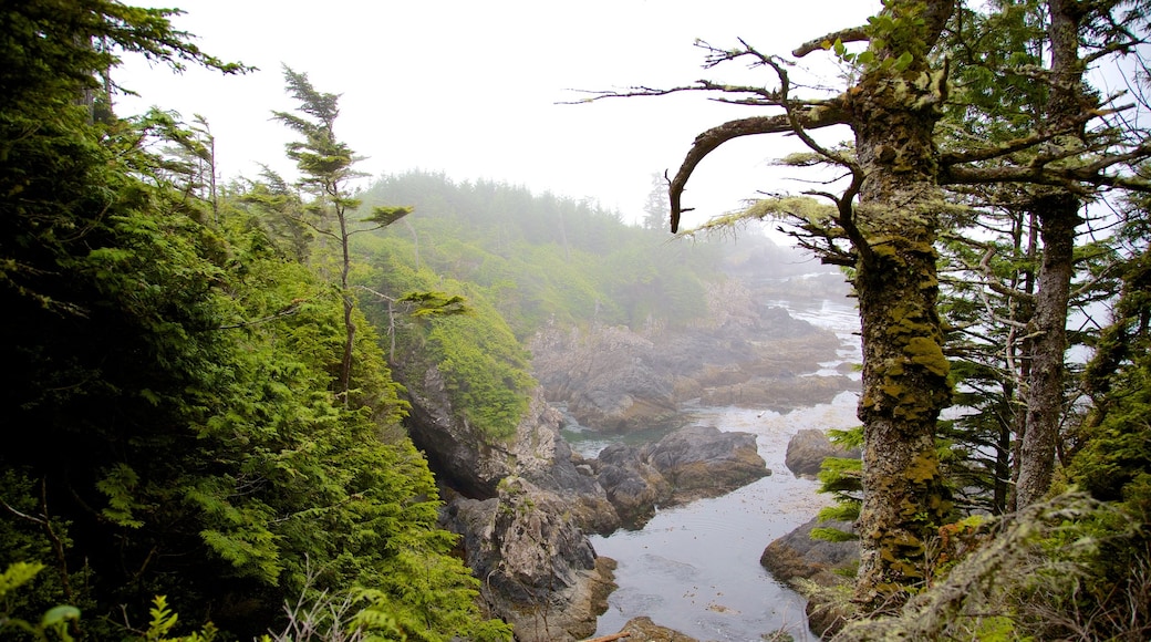 Wild Pacific Trail som viser tåge eller dis, en flod eller et vandløb og skovområder