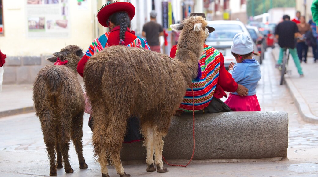 San Blas que inclui cenas de rua e animais