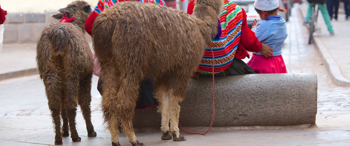 San Blas showing street scenes and animals