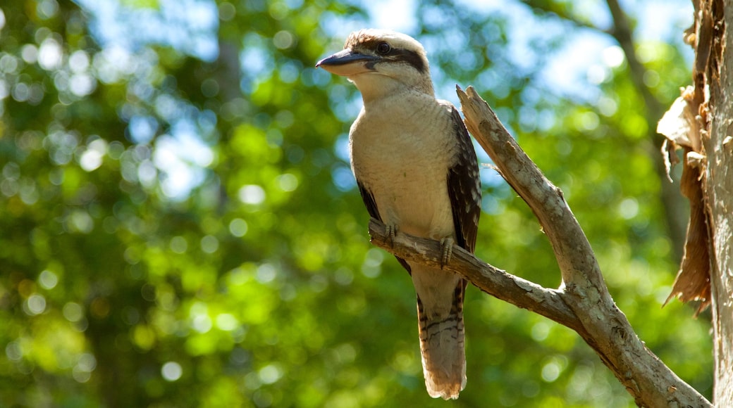 Mount Warning featuring bird life