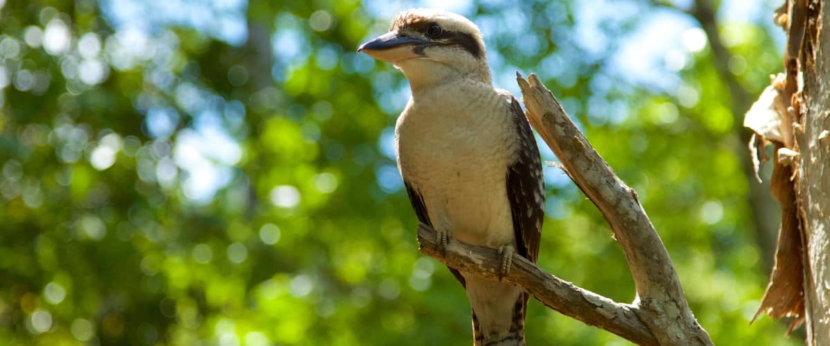 Mount Warning mostrando vida de las aves