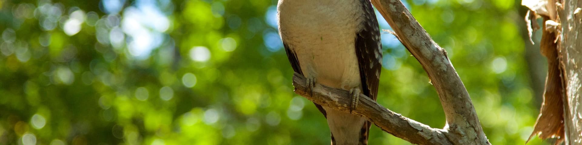 Mount Warning which includes bird life