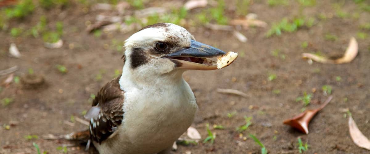 Mount Warning featuring bird life